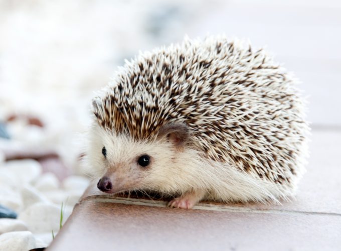 Wallpaper hedgehog, cute animals, 4k, Animals 17570281